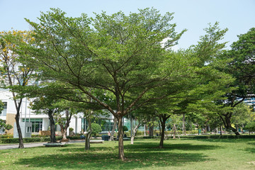 Fototapeta na wymiar Tree branches spread in a park