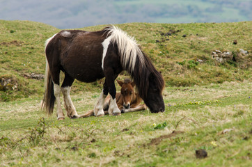 Dartmoor pony male foal between mother's legs. A wild mare with baby, hardy horses that have been feral for centuries in parts of the UK