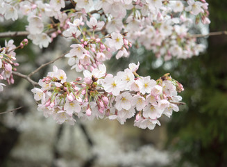 Cherry blossom in Japan