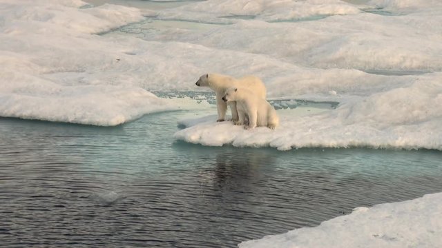 Mother white polar bear and her cub on cold ice floe in the Arctic near Greenland Iceland and go swimming in search of food on the Sunset. Video shooting from the spacecraft.