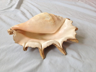 scallop shell over white background