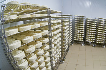 Cheese factory warehouse with shelves of product