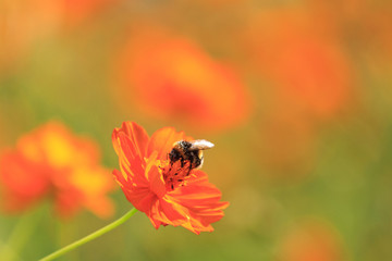 bumblebee collects nectar