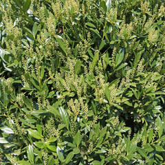 Blühender Kirschlorbeer, Prunus laurocerasus