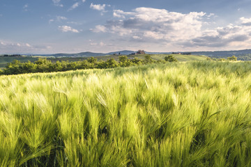 Spring grain ears with storm clouds in the background.