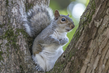 Naklejka na ściany i meble Gray Squirrel Resting in a Tree