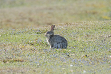 Little Grey Rabbit