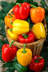 Many colored peppers still life