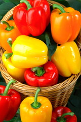 Many colored peppers still life