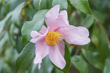 Ashton's Pride hybrid camellia (Camellia x hybrid Ashton's Pride). Hybrid of Camellia sasanqua Santozaki and Camellia oleifera Plain Jane. Image of single flower