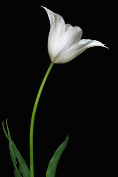 Tulip (Tulipa x gesneriana). Called Didier's Tulip and Garden Tulip also.Image of white flower isolated on black background