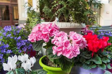 Potted flowers of pink azalea. Street decoration with plants and flower compositions. Moscow, Russia.