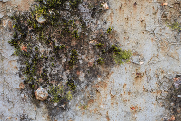 Moss growing on cracked and peeling paint - Clearwell caves