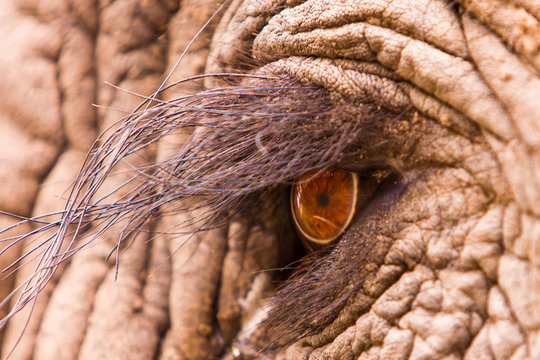 Fototapeta Elephant Eye