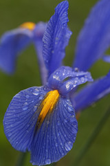 Dutch iris (Iris xiphium). Called Spanish iris also. Another scientific names are Iris lusitanica and Iris x hollandica. Lateral view of blue flower