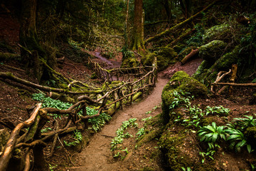 Path through Puzzlewood, forest of Dean.