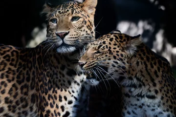 Abwaschbare Fototapete Panther nordchinesischer leopard hautnah