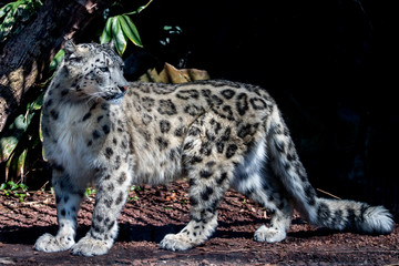 snow leopard close up portrait