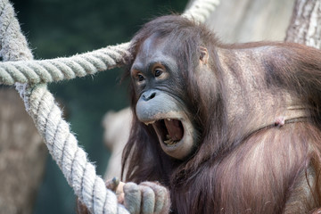 orangutan monkey close up portrait © Andrea Izzotti