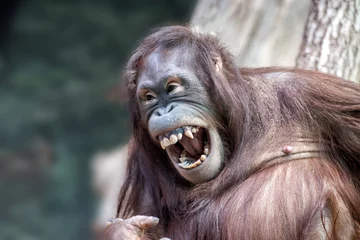 Photo sur Plexiglas Singe singe orang-outan bouchent portrait