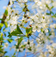 Spring Cherry blossoms in park