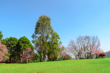 lawn with trees nature and blue sky in outdoor park