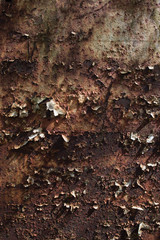 Bubbled and peeling paint of rusted metal sheet -abandoned train at clearwell caves, Monmouthshire