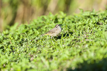 Palm Warbler quizzical look