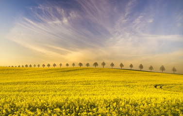 Obraz premium Spring field of green wheat, blooming rape, panorama