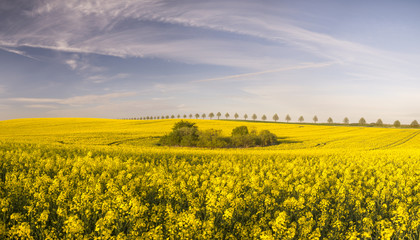 Obraz premium Spring field of green wheat, blooming rape, panorama