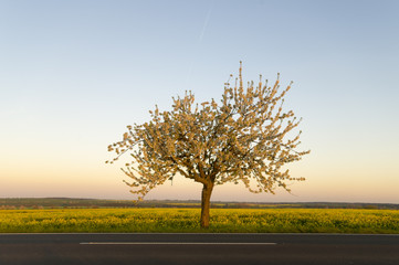 Wiosenne pole,kwitnący rzepak,zielone,młode zboże   © Mike Mareen