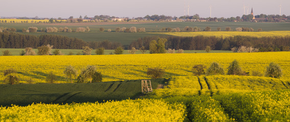 Wiosenne pole,kwitnący rzepak,zielone,młode zboże   © Mike Mareen