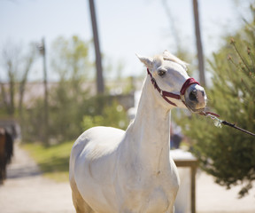 Tête de cheval de concours hippique