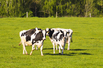 Fototapeta premium cow on pasture