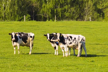 Acrylic prints Cow cow on pasture