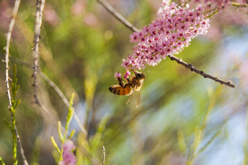 Wallpaper Bee pink flowers on blur background