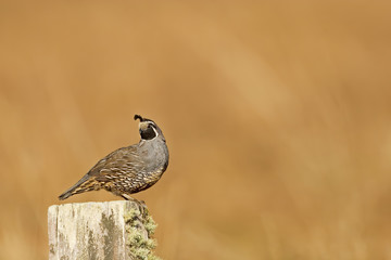 Male California quail, Callipepla californica, posing on a fence