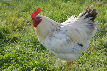 雄鶏