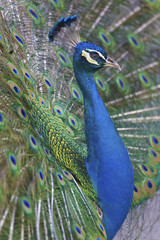 Obraz premium Portrait of maleIndian Peafowl, Pavo cristatus
