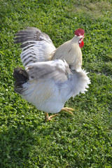 雄鶏