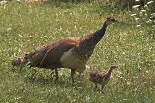 Female Indian Peafowl, Pavo cristatus, with young
