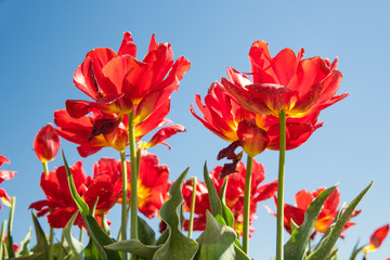 Blooming red tulips and a blue sky