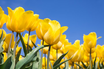 Fototapeta premium Holenderskie pole z żółtymi tulipanami i niebieskim niebem
