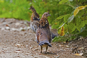 Alert Ruffed Grouse, Bonasa umbellus