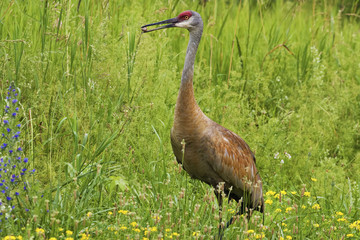 Fototapeta premium Adult Sandhill Crane, Grus canadensis, feeding in meadow