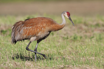 Adult Sandhill Crane, Grus canadensis, hunting