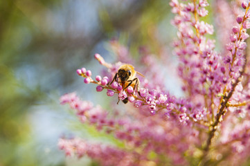 Walpaper Bee on pink Fowers Smile face