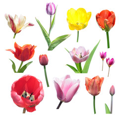 Set of different tulips isolated on white background