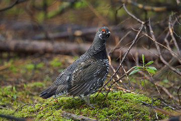 Male Spruce Grouse, Falcipennis canadensis, in boreal forest