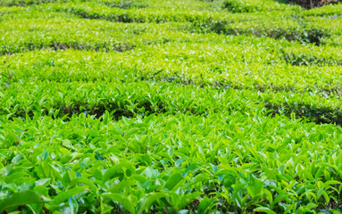 Close up of tea plantations near Cameron Valley